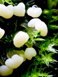Didymium melanospermum: das Plasmodium ist meist wässrig weiß,  daraus entwickeln sich die Sporocarpien, sie enthalten die Sporen.  Die Außenhaut der Sporocarpien, die Peridie, ist dicht mit Kalk-Kristallen bedeckt,  es sieht aus, als ob sie mit Mehl bestäubt sind. 